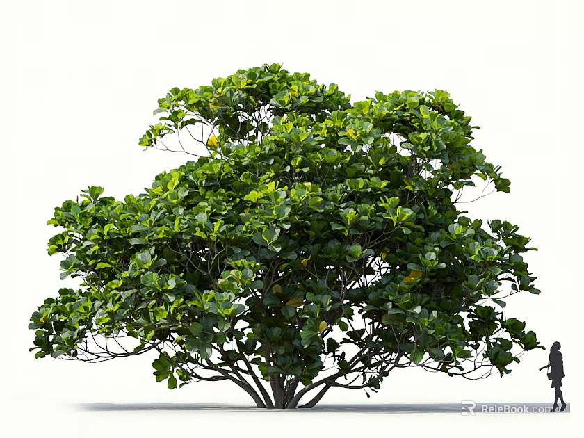 Large Deciduous Tree With Lush Green Foliage And Thick Trunk In Natural Habitat 3d model 