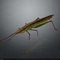 Colorful Stick Insect With Green And Red Body Long Slender Antennae On Grey Background