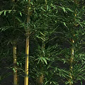 Tall Green Bamboo Plants With Lush Leaves And Person Silhouette In Landscape