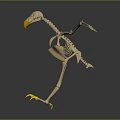 Anatomical Bird Skeleton 3D Model Medical Device for Educational and Research Use 3d model