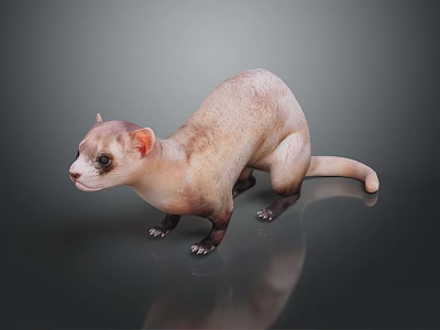 Realistic Ferret Light Brown And White Fur Standing On Dark Smooth Surface With Clear Reflection 3d model