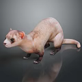 Realistic Ferret Light Brown And White Fur Standing On Dark Smooth Surface With Clear Reflection