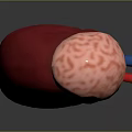 Medical Device 3D Anatomical Kidney Model for Medical Education Detailed Structure