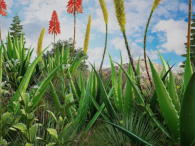 Vibrant Aloe Plants With Red Flowers Yellow Spikes Green Leaves And Rocks Under Blue Sky 3d model