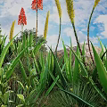 Vibrant Aloe Plants With Red Flowers Yellow Spikes Green Leaves And Rocks Under Blue Sky