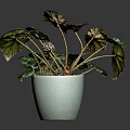 Beautiful Decorative Plant with Green and Red Leaves in White Ceramic Pot on White Background