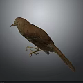 Brown Bird Standing On Smooth Surface With Gray Background Soft Lighting Focused On Feathered Creature