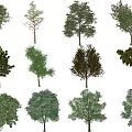 Various Arbor Varieties With Different Foliage And Tree Shapes For Landscaping 3d model