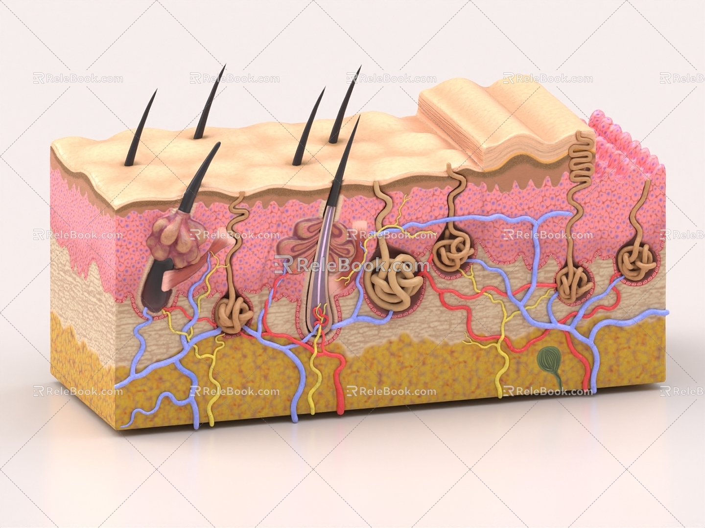 Skin Tissue Pore Hair Follicle Medical Cortex Ornaments Biological Science Research 3d model