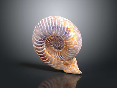Aquatic Animal Ammonite Fossil Shell With Intricate Spiral Design And Natural Texture 3d model