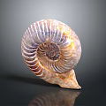 Aquatic Animal Ammonite Fossil Shell With Intricate Spiral Design And Natural Texture