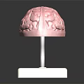 Detailed Human Brain Anatomical Model As Educational Medical Device With Display Stand