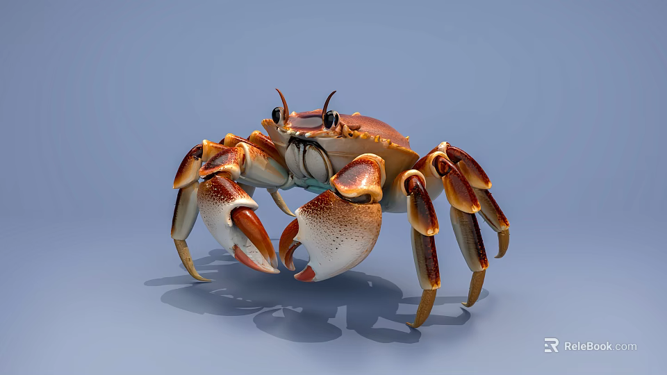 Detailed Orange Brown Crab With Large Claws And Eight Legs On Light Blue Background 3d model 