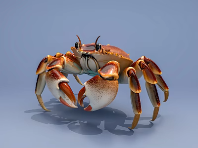 Detailed Orange Brown Crab With Large Claws And Eight Legs On Light Blue Background 3d model