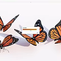 Four Monarch Butterflies With Orange And Black Wings On White Background