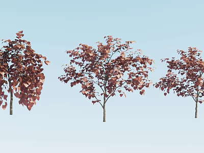 Three Red Leaf Arbor Trees With Vibrant Foliage Against Light Blue Sky 3d model