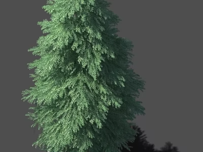 Tall Evergreen Arbor with Lush Green Foliage and Dense Branches Against Gray Background 3d model