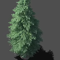 Tall Evergreen Arbor with Lush Green Foliage and Dense Branches Against Gray Background