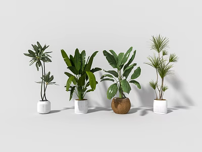 Decorative Indoor Plant Arrangement With Various Greenery In White And Brown Pots 3d model