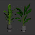 Two Large Leaf Tropical Plants in Metallic Pots on Dark Reflective Surface
