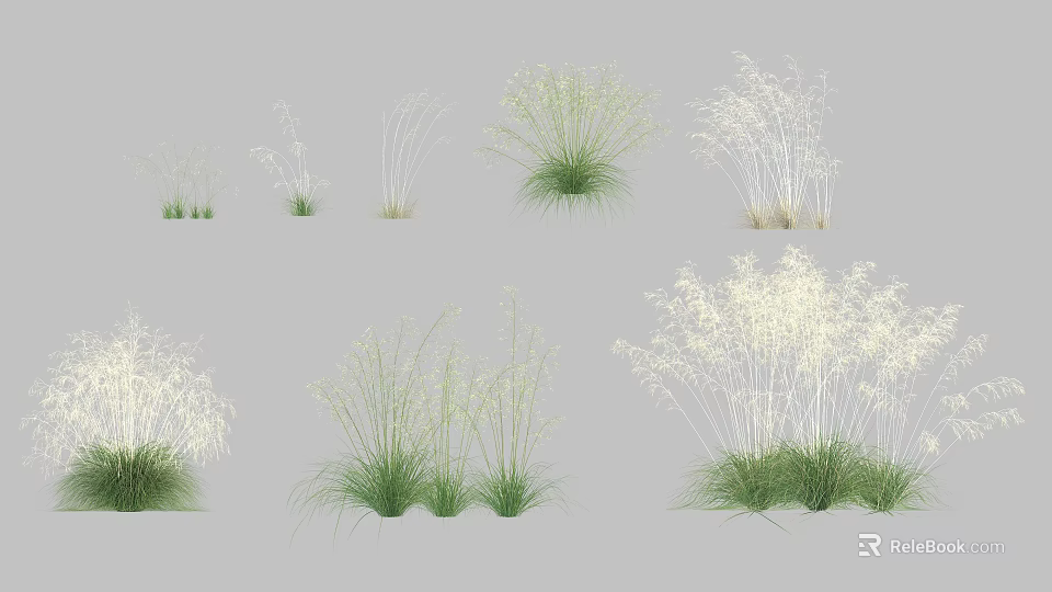 Assorted Ornamental Grasses With Diverse Heights Textures and Green White Foliage For Garden Decor 3d model 