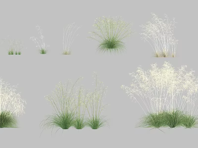 Assorted Ornamental Grasses With Diverse Heights Textures and Green White Foliage For Garden Decor 3d model