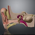 3D Human Ear Anatomy Structure With Inner Middle And Outer Components