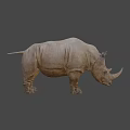 Realistic 3D Rendered Rhinoceros Model With Detailed Texture And Standing Pose