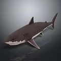 Detailed Shark 3D Model with Realistic Features and Smooth Texture on Dark Background 3d model
