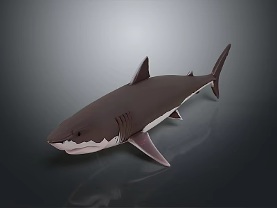 Detailed Shark 3D Model with Realistic Features and Smooth Texture on Dark Background 3d model