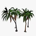 Lush Tropical Palm Trees With Green Fronds And Coconuts In Natural Scene