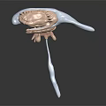 Abstract Biological Form With Fleshy Textured Parts And White Covering Layers