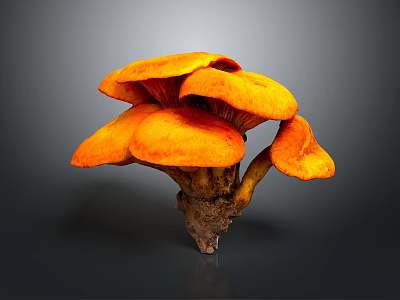 Vibrant Orange Mushrooms With Multiple Caps And Connected Stems On Dark Background 3d model