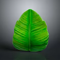 Green Banana Leaf with Vibrant Color and Visible Veins on Dark Background