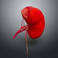 3D Rendered Human Kidney Organ Showing Red Color And Blood Vessels Structure