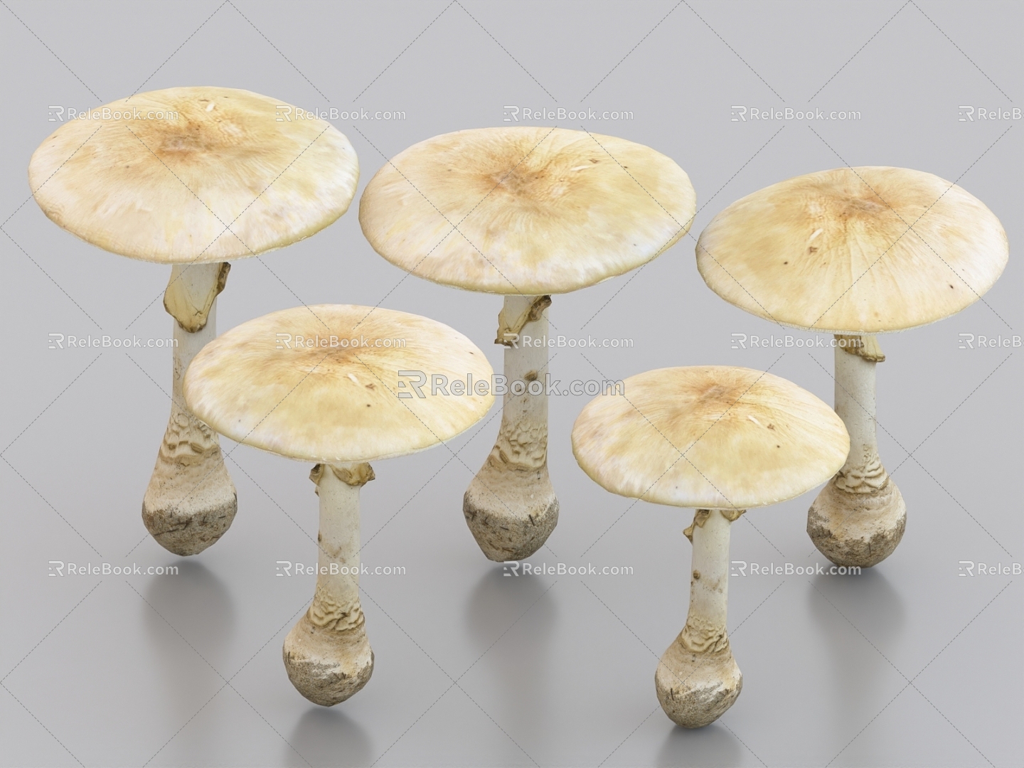 Poisonous Amanita Poisonous Mushroom Mushroom Fungi Vegetable 3d model