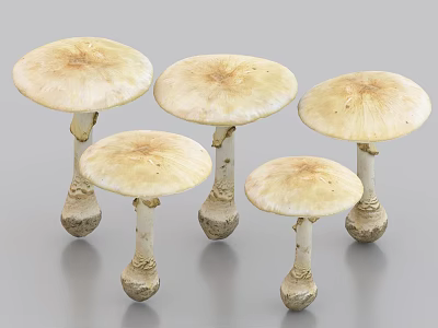 Fresh Yellow Cap Mushrooms With Bulbous Stems On White Surface 3d model