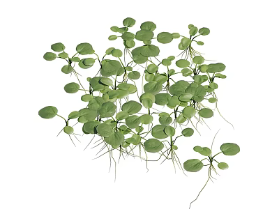 Lush Aquatic Plants With Fresh Green Leaves And Long Submerged Roots 3d model