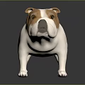 3D White and Brown Bulldog Model Standing on Shiny Black Surface with Grey Gradient Background