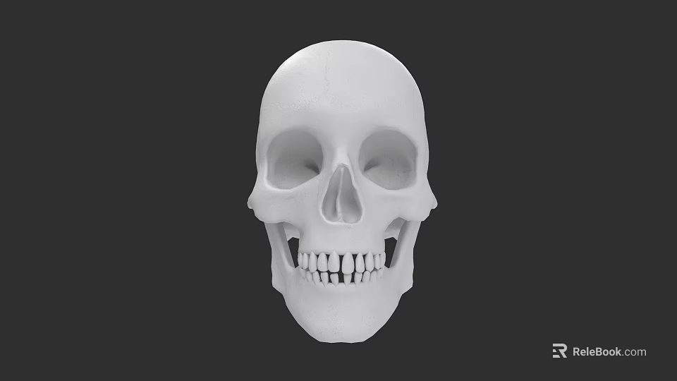 White Human Skull Model with Detailed Anatomical Structure Isolated on Dark Background 3d model