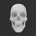 White Human Skull Model with Detailed Anatomical Structure Isolated on Dark Background 3d model