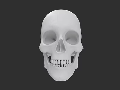 White Human Skull Model with Detailed Anatomical Structure Isolated on Dark Background 3d model