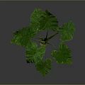 Green Leaf Plant With Large Leaves Green Stems And Brown Soil In Gray Background