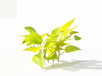 Bright Green and Yellow Leafy Plants with Long Stems and Lush Leaves in White Background 3d model