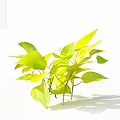 Bright Green and Yellow Leafy Plants with Long Stems and Lush Leaves in White Background