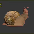 Snail With Spiral Brown Shell Light Brown Body And Antennae On Smooth Dark Surface