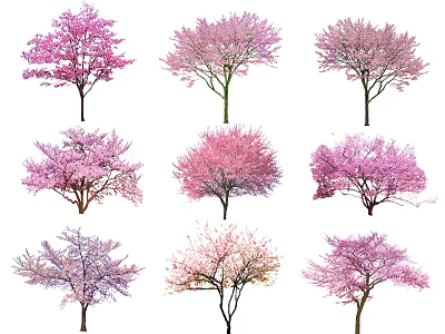Colorful Cherry Blossom Tree Combinations With Various Pink And Purple Blooms 3d model