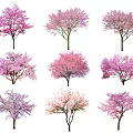 Colorful Cherry Blossom Tree Combinations With Various Pink And Purple Blooms