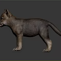 Wolf Cub With Blue Eyes And Grayish Brown Fur Standing On Gray Background 3d model