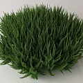 Lush Vibrant Green Bush With Dense Leafy Foliage For Garden Landscape